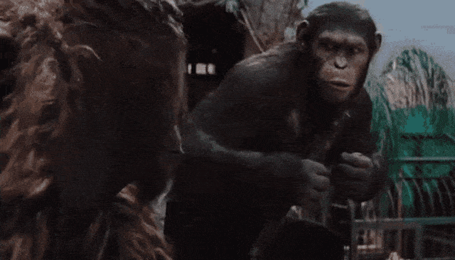 apes_together_strong_da9bf47ab0.gif